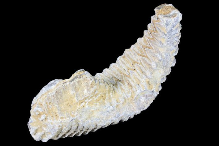 Cretaceous Fossil Oyster (Rastellum) - Madagascar #88483